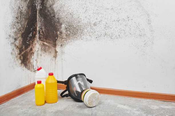 Best Mold Damage Repair  in Dunnavant, AL