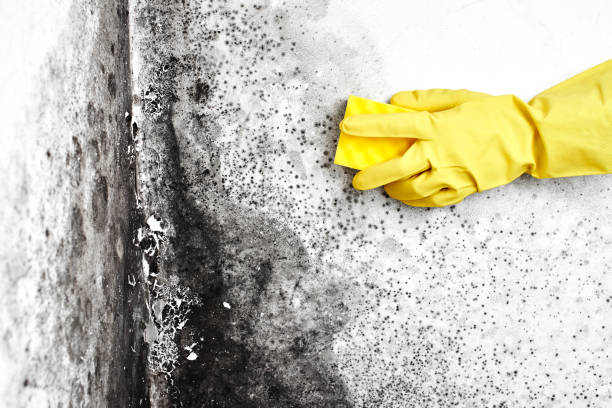 Best Mold Damage Repair  in Dunnavant, AL