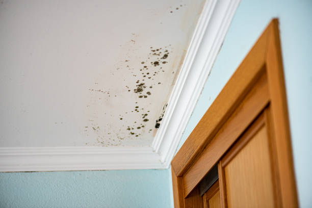 Best Fast Mold Removal  in Dunnavant, AL