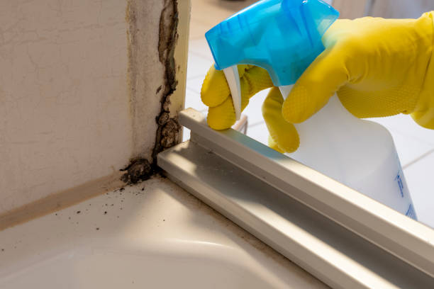 Best Residential Mold Removal  in Dunnavant, AL