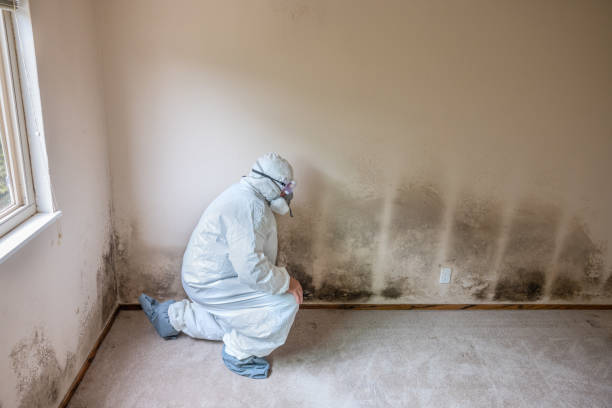 Best Commercial Mold Removal  in Dunnavant, AL
